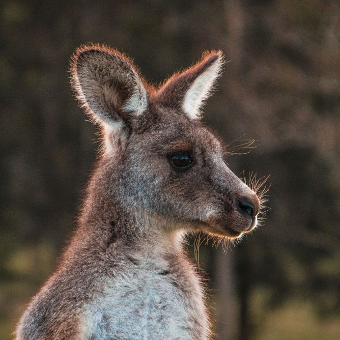 Длинноухий кенгуру вымерший вид