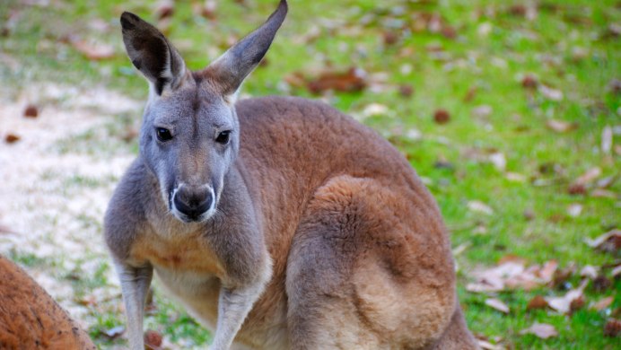 Гологрудый кенгуру