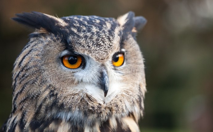 Филин Bubo Bubo