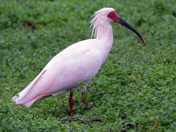 Eudocimus Albus