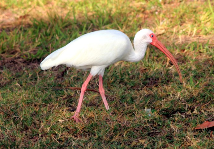 Eudocimus Albus