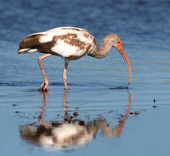 Eudocimus Albus