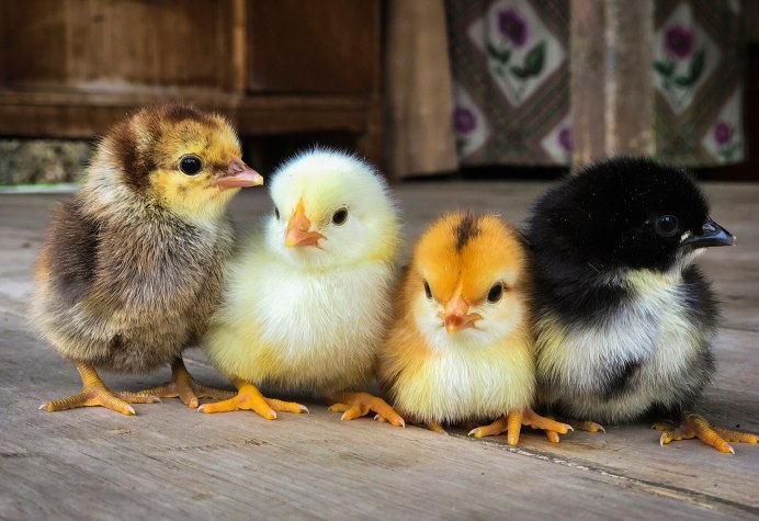 Chicken цыпленок