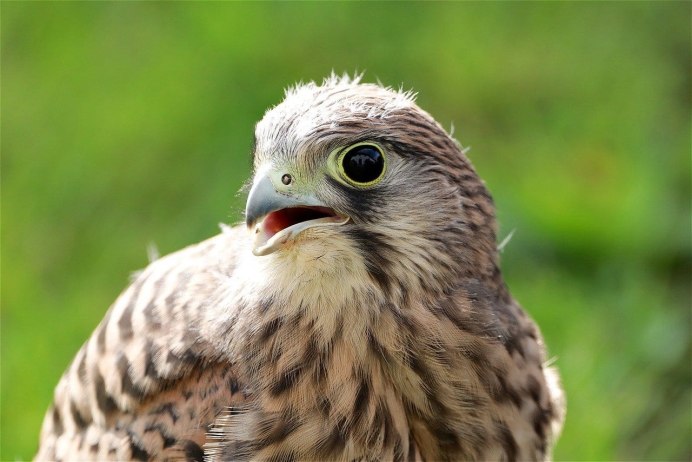 Ястреб - тетеревятник (Accipiter gentilis)