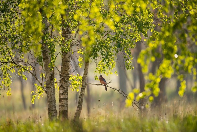 Природа птицы