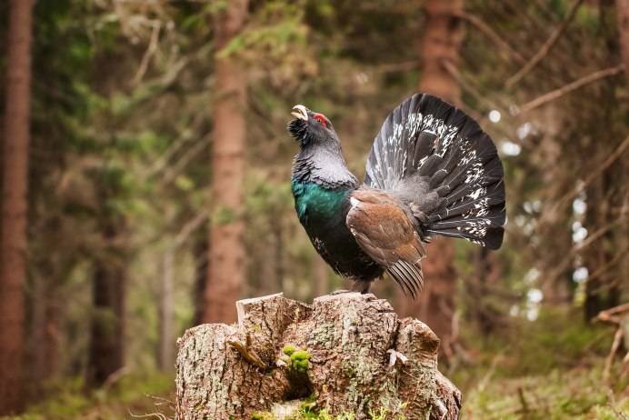 Облепиховый Colibri
