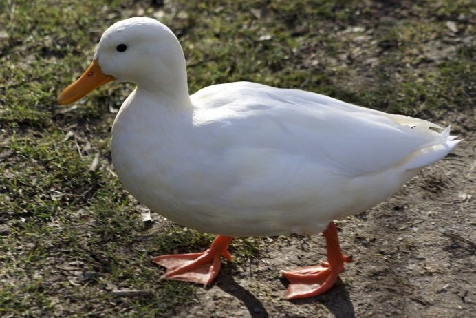 Canard Blanc