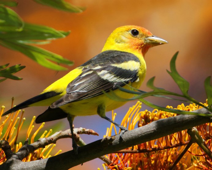 Иволга оранжевая