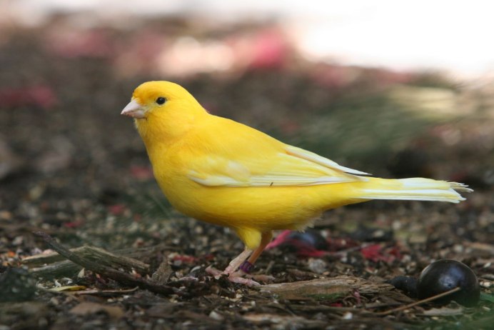 Оранжевогрудый овсянковый Кардинал