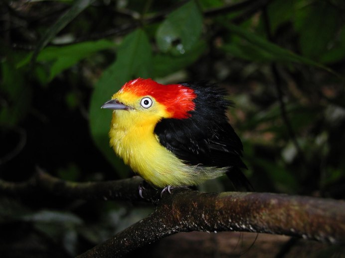 Желтая танагра