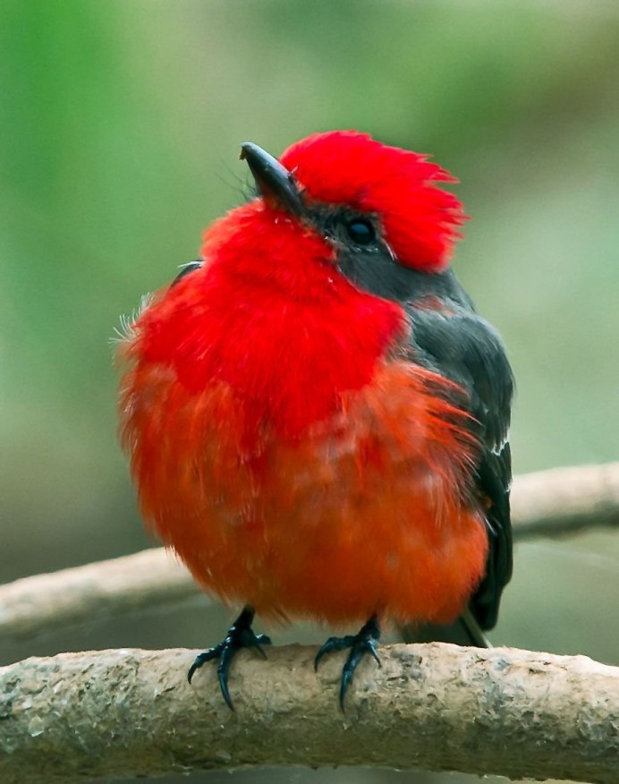 Золотой фазан птица