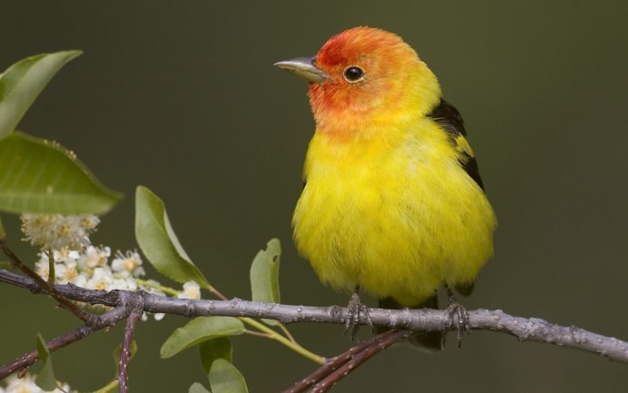 Танагра оранжевая