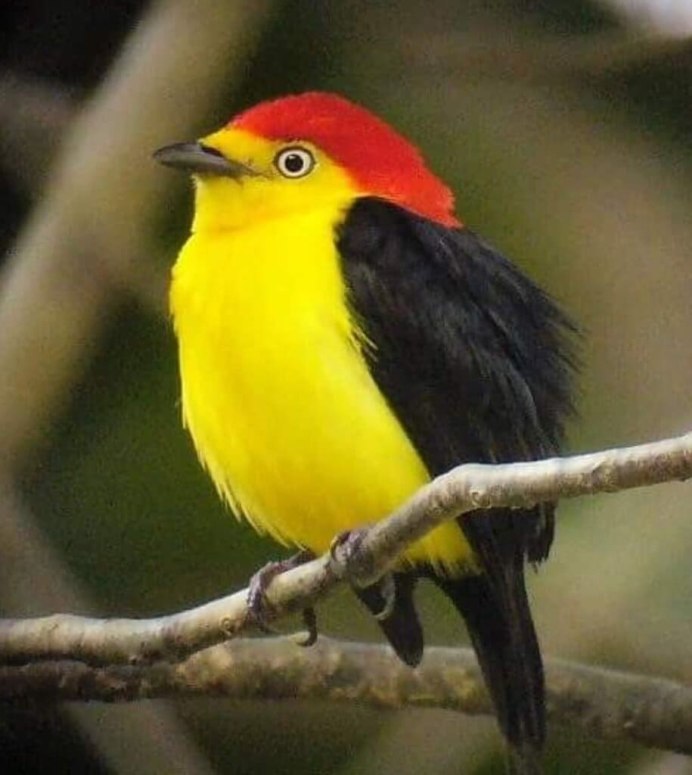 Мадагаскарские птицы