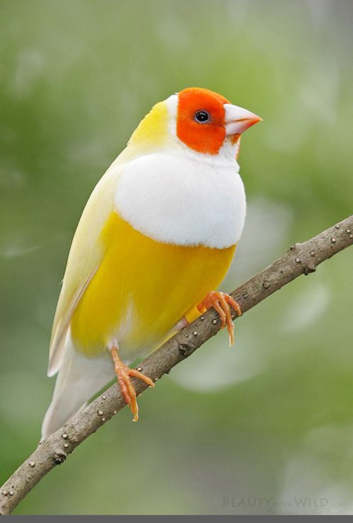 Красивая желтая птица