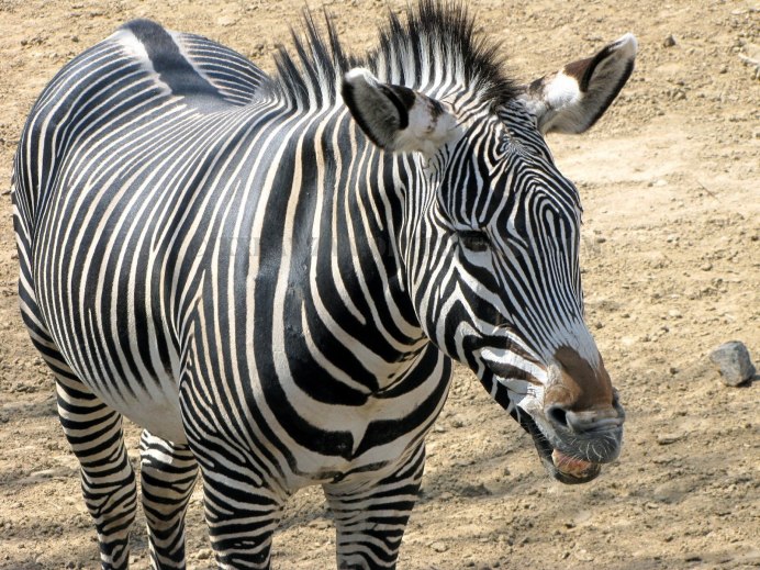 Зебры Серенгети (Zebras of the Serengeti) {д/ф, 2021}