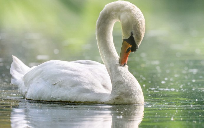 Лебеди (птицы)