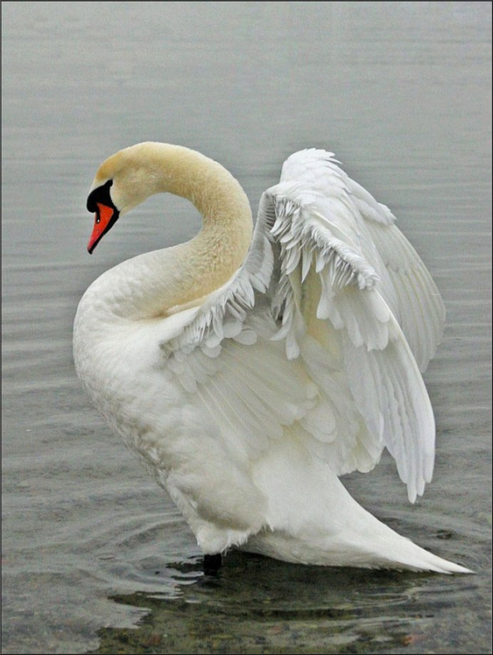 Фильм Swans лебеди 2011