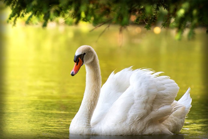 Лебедь шипун