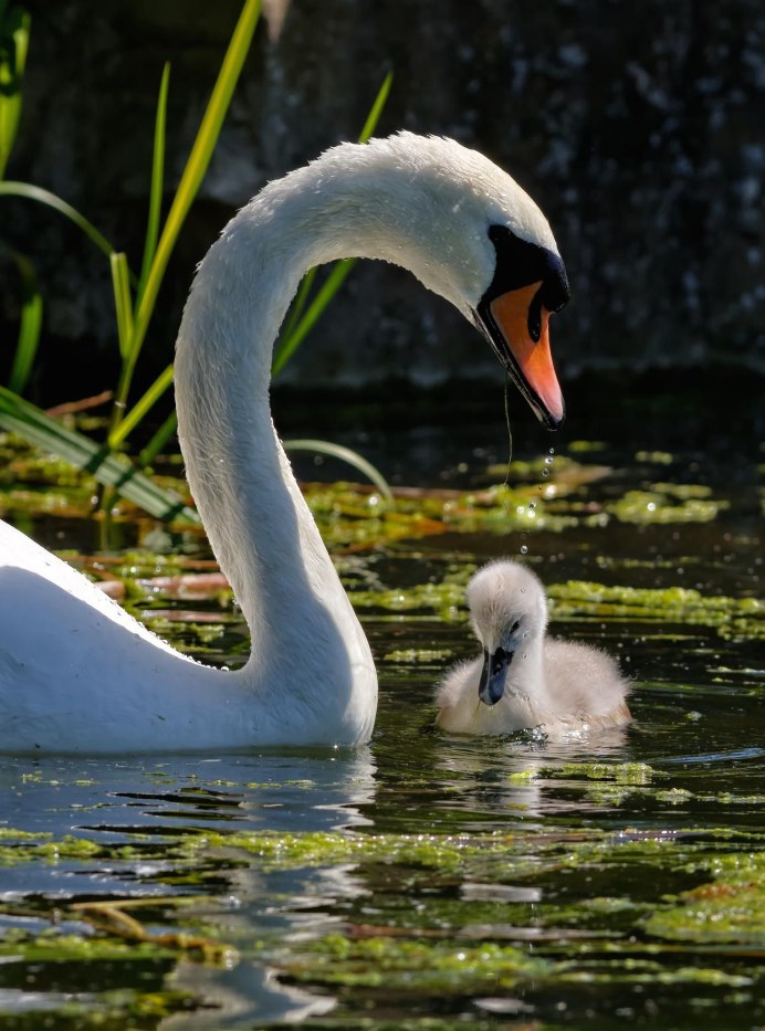 Астраханский лебедь шипун