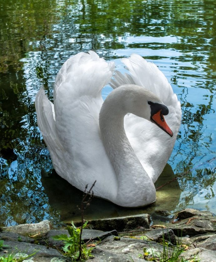 Лебедь плывет