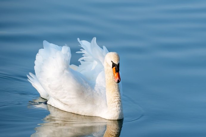 Лебеди (птицы)