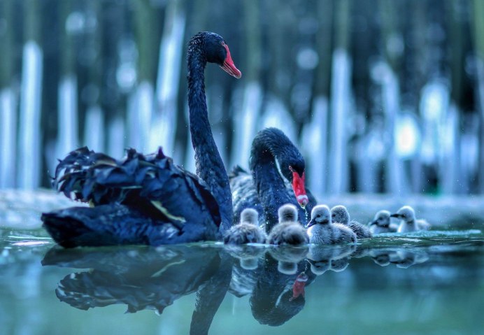 Красивые лебеди