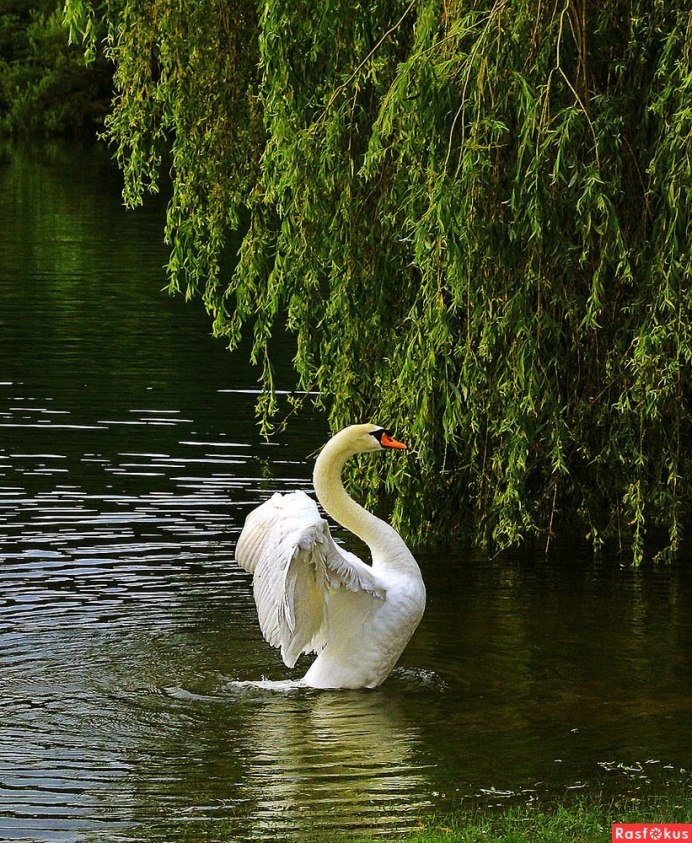 Красивый лебедь птица