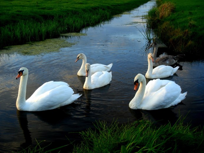 Водоплавающие птицы лебедь