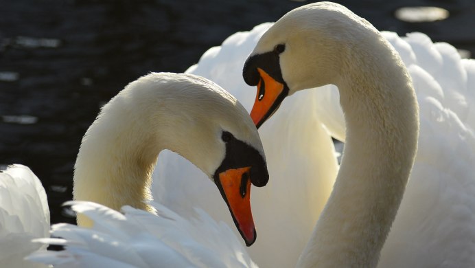 Красивые лебеди