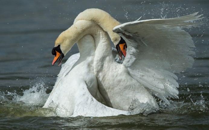 Лебедь плывет