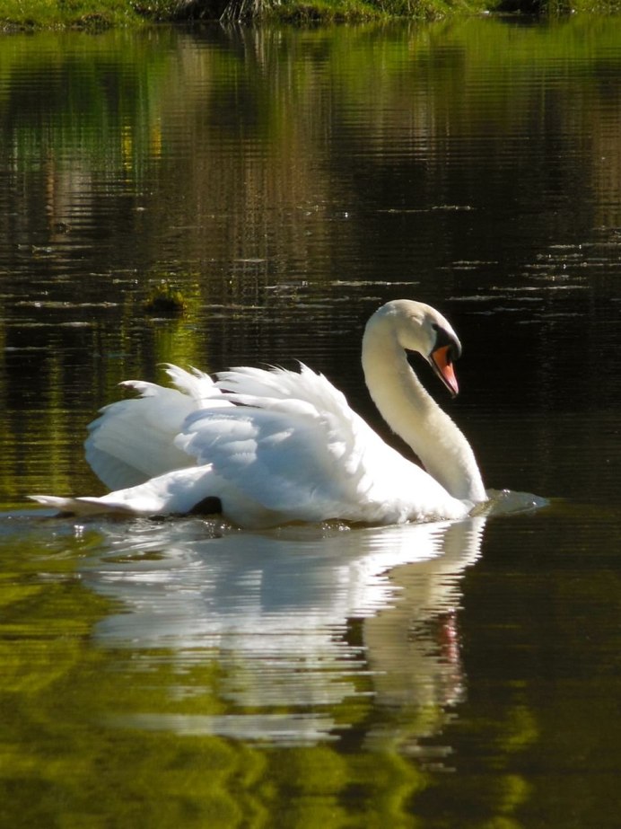Злой лебедь