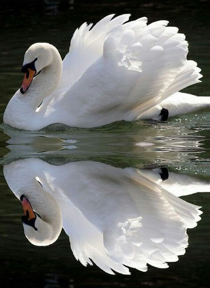 Утенок лебедя