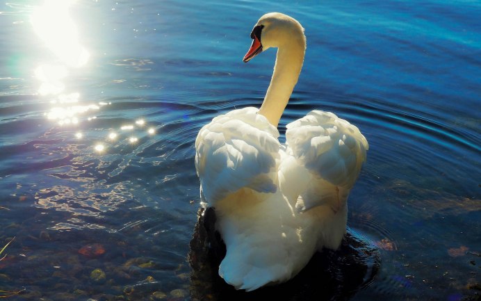 Тундровый лебедь с птенцами