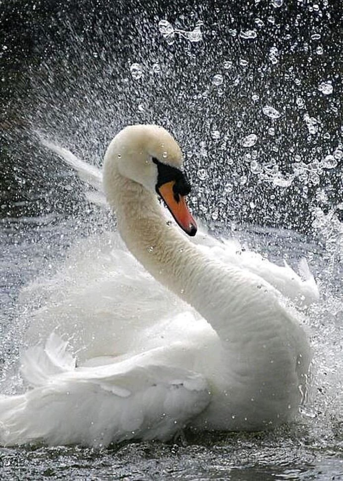 Перелетный лебедь шипун