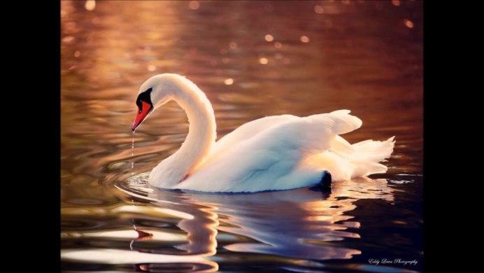 Белый лебедь