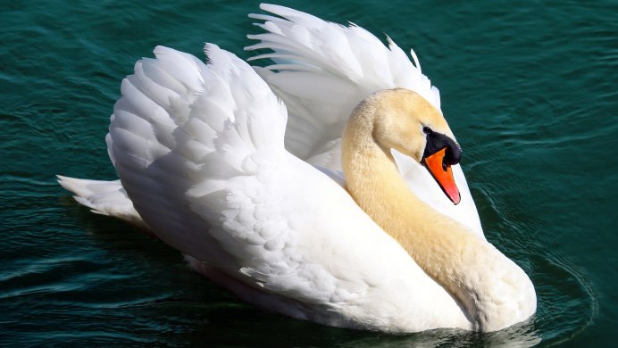 Белый лебедь птица