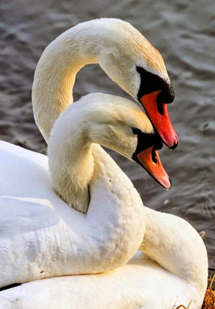 Синие лебеди