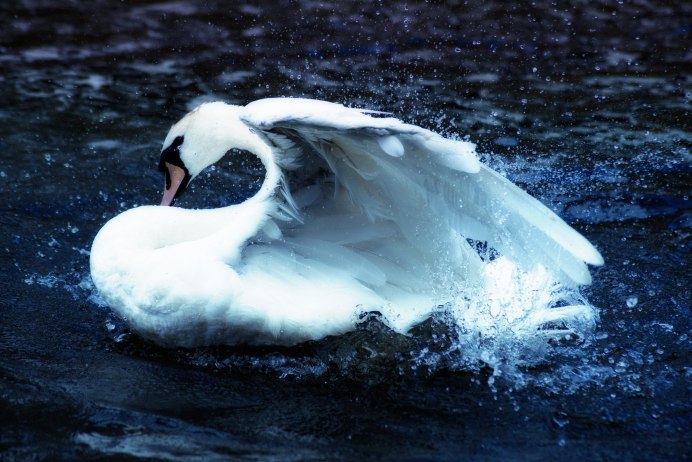 Белый лебедь птица