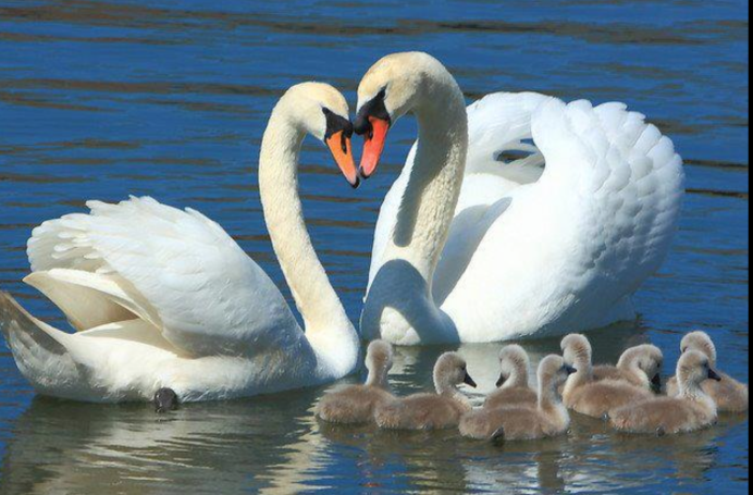 Прекрасные лебеди
