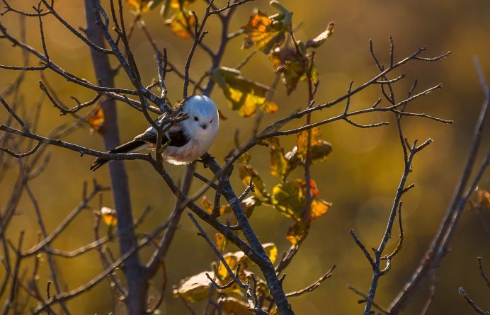 Осенний Воробей