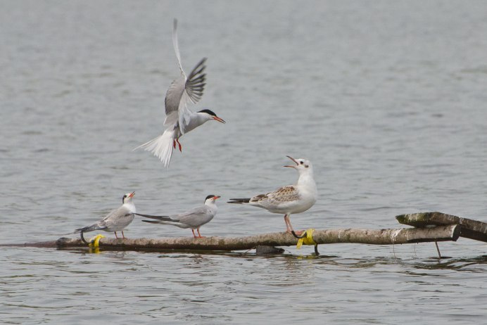 Полярная крачка птенец