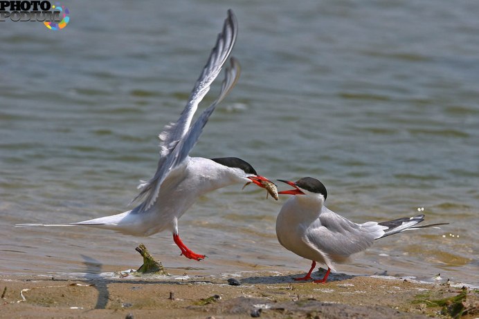 Чайка Баклан Альбатрос крачка