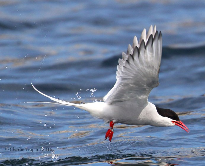 Белая крачка птица