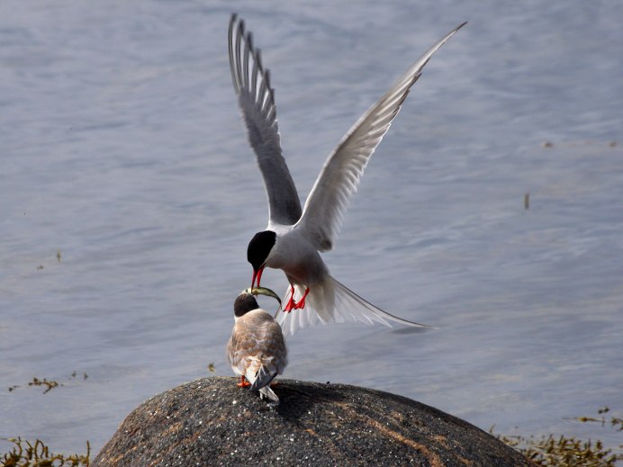 Чайка Баклан Альбатрос крачка
