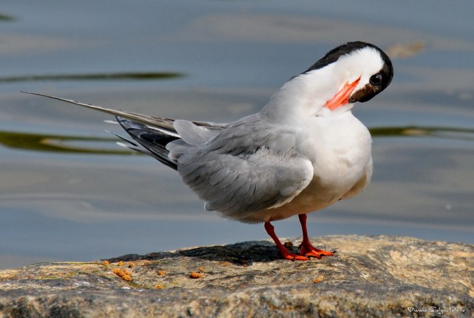 Крача птица