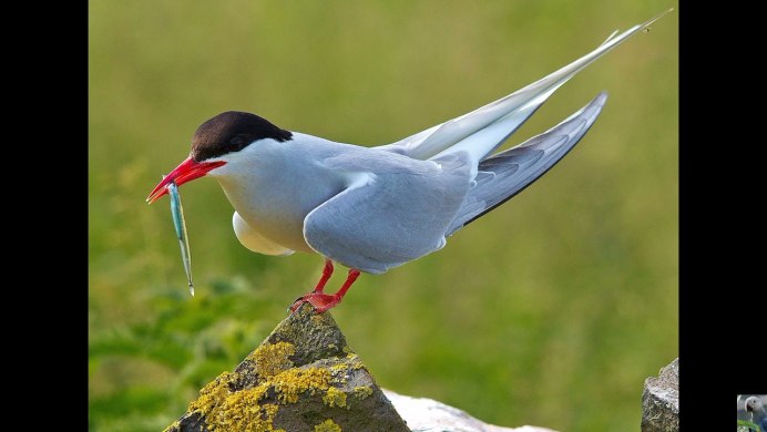 Черноморская крачка