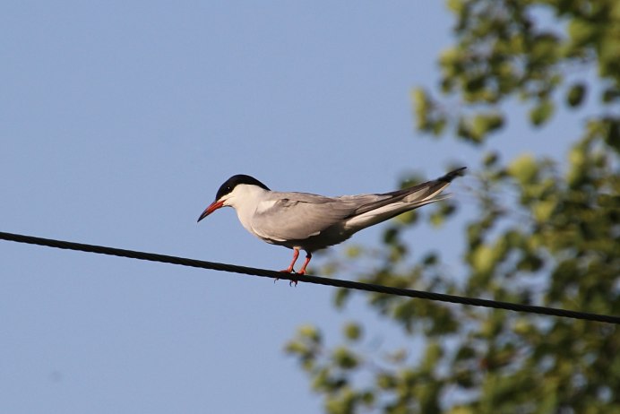 Полярная крачка