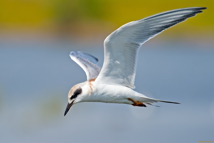 Крачка водоплавающая птица