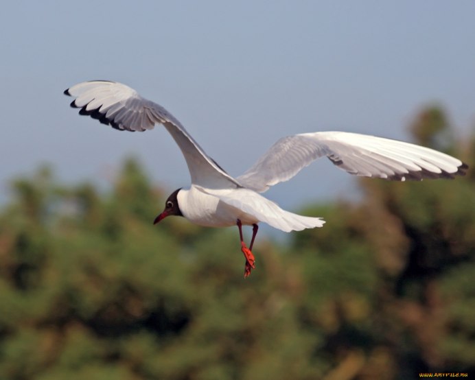 Крачки Соловки