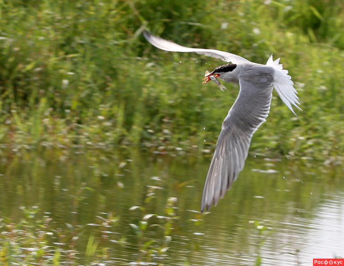 Морские птицы Мальдивы